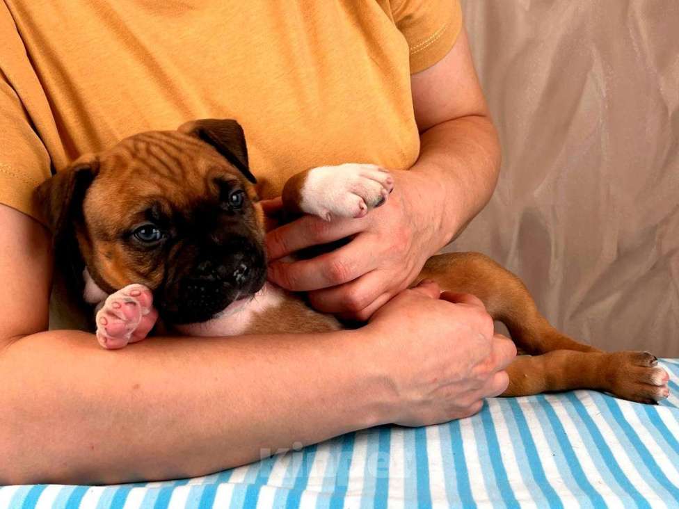 Собаки в Москве: Красивые мальчики амстаффа  Мальчик, 80 000 руб. - фото 8