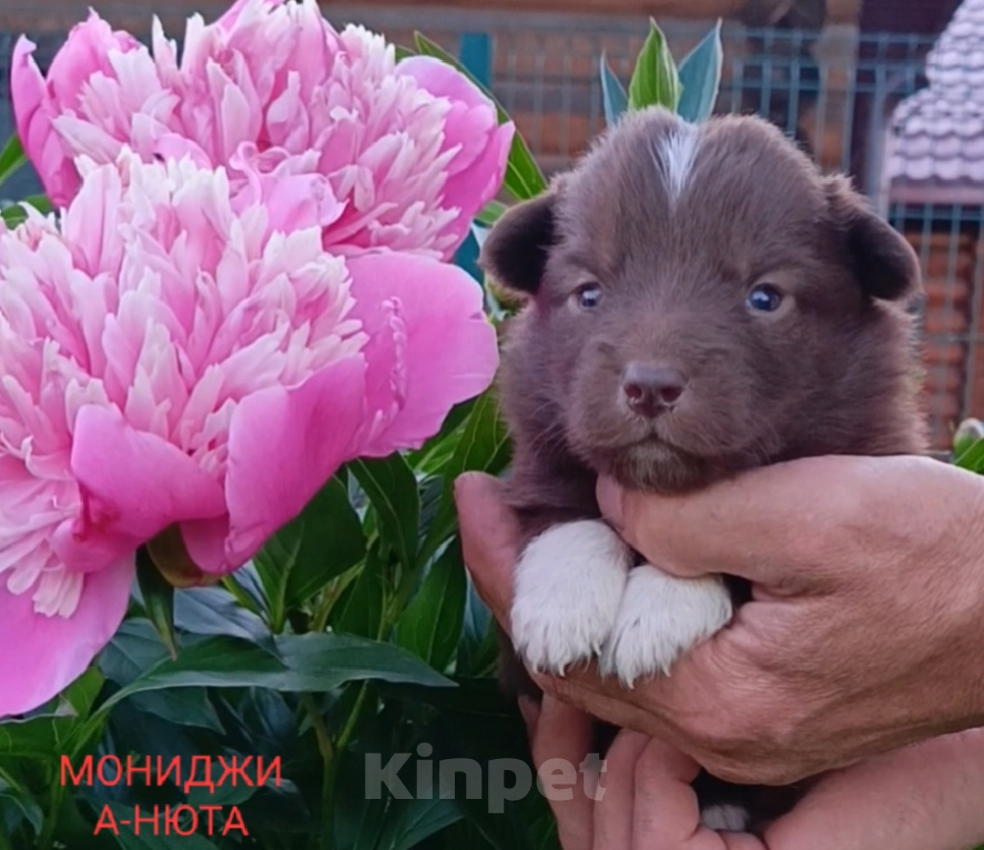Собаки в Москве: Ненецкая оленегонная лайка/ оленегонный шпиц Девочка, 40 000 руб. - фото 1