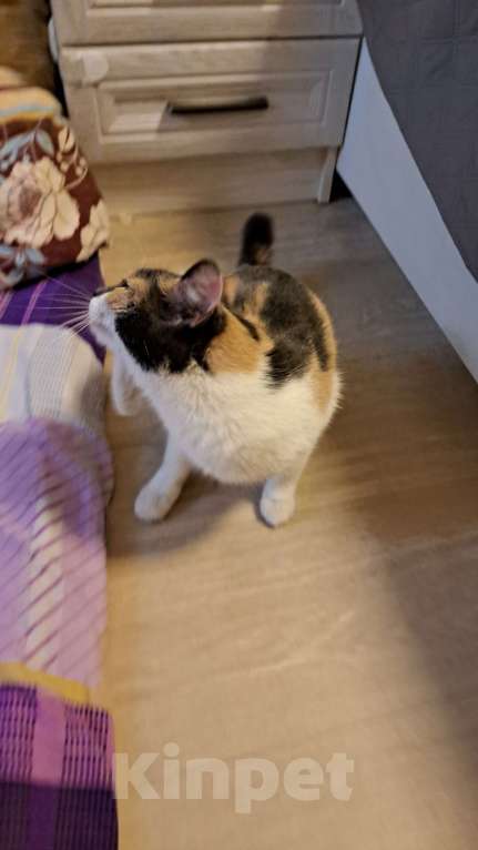 Кошки в Нижневартовске: Отдам в добрые руки Девочка, Бесплатно - фото 5