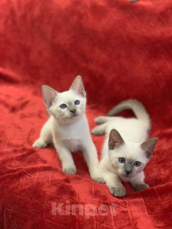 Кошки в Москве: ✨Тайские котята, блю-пойнт и лайлак-пойнт, 3 месяца ✨ Мальчик, Бесплатно - фото 3