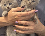 Кошки в Батайске: Продаю котят Разнополые, 5 000 руб. - фото 1