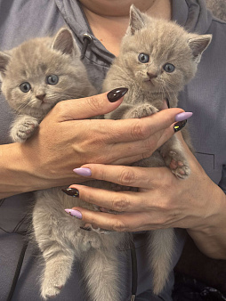 Продаю котят