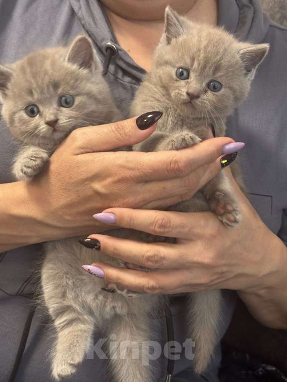 Кошки в Батайске: Продаю котят Разнополые, 5 000 руб. - фото 1