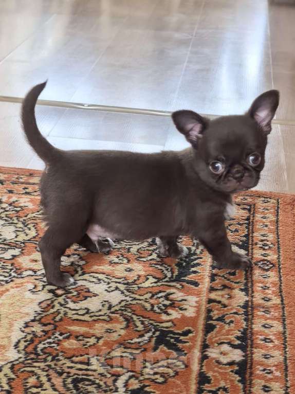 Собаки в Барнауле: Продается мальчик чихуахуа РКФ Мальчик, 70 000 руб. - фото 1