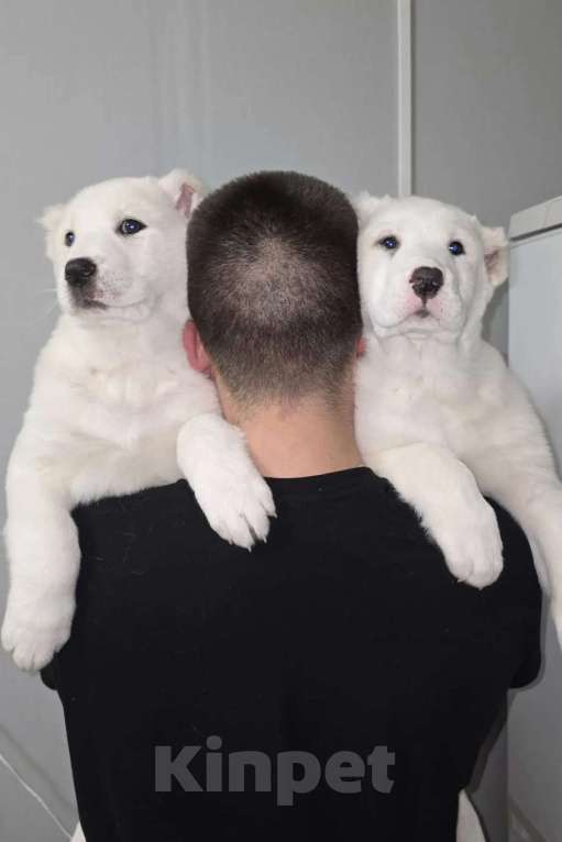 Собаки в Москве: Щенки алабая Мальчик, 30 000 руб. - фото 1