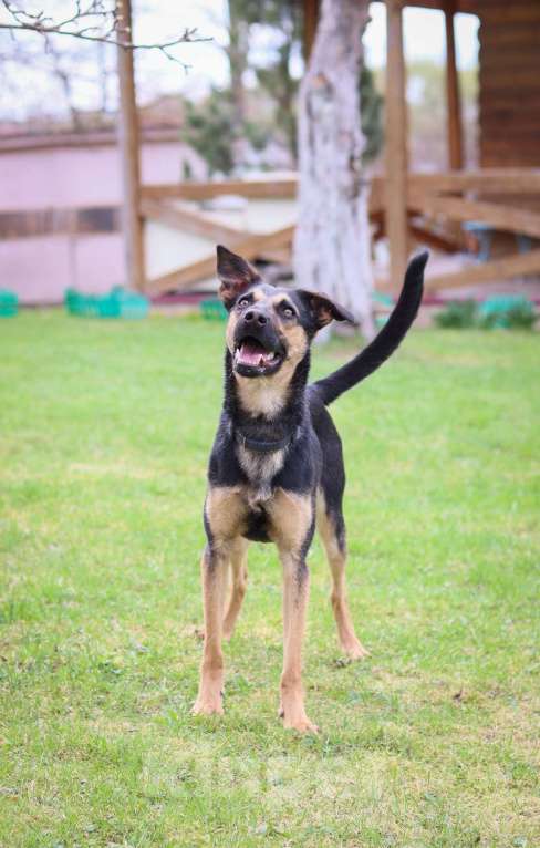 Собаки в Москве: Никки нужен дом  Девочка, Бесплатно - фото 2