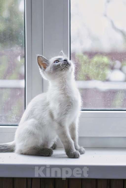 Кошки в Москве: Зефирка  Девочка, 25 000 руб. - фото 3