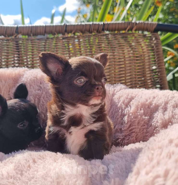 Собаки в Наро-Фоминске: Щенок чихуахуа шоко девочка Девочка, 30 000 руб. - фото 5