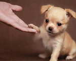 Собаки в Подольске: Чишка мальчишка Мальчик, 20 000 руб. - фото 1