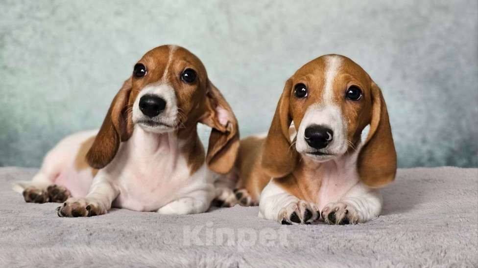 Собаки в других городах Московской области: МАЛЬЧИКИ кроличей/миниатюрной таксы редкого окраса ПАЙБОЛД Мальчик, 45 000 руб. - фото 2