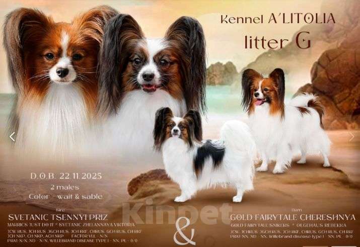 Собаки в Москве: Щенки папийона кобели Мальчик, 40 000 руб. - фото 4