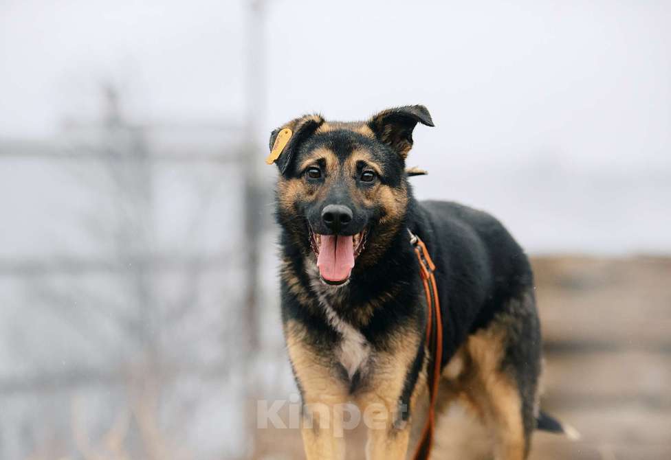 Собаки в Москве: Тимон Мальчик, Бесплатно - фото 2