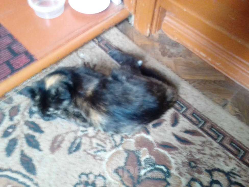 Кошки в Кондрово: продам кошку Девочка, 2 000 руб. - фото 2