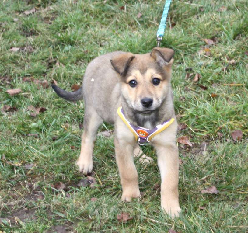 Собаки в Москве: Малышка Нюша очень ждет своего родного ЧЕЛОВЕКА. Девочка, Бесплатно - фото 1