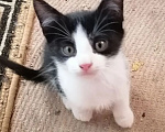 Кошки в Кстово: Ищут дом Мальчик, Бесплатно - фото 1