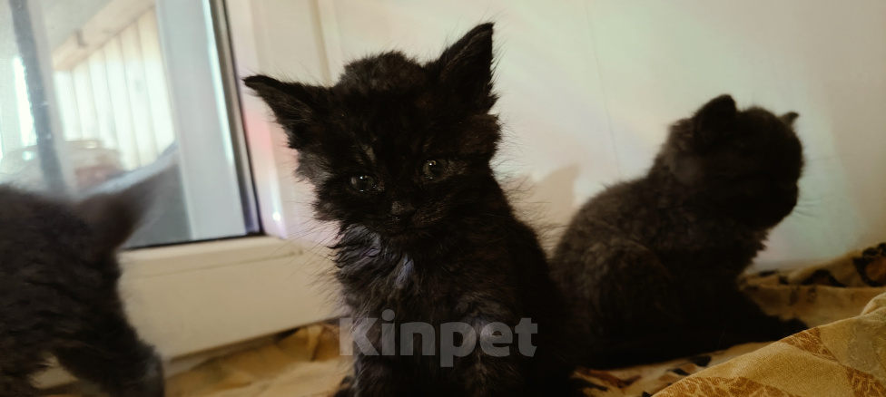 Кошки в Липецке: Отдаю котят в добрые руки Разнополые, Бесплатно - фото 6