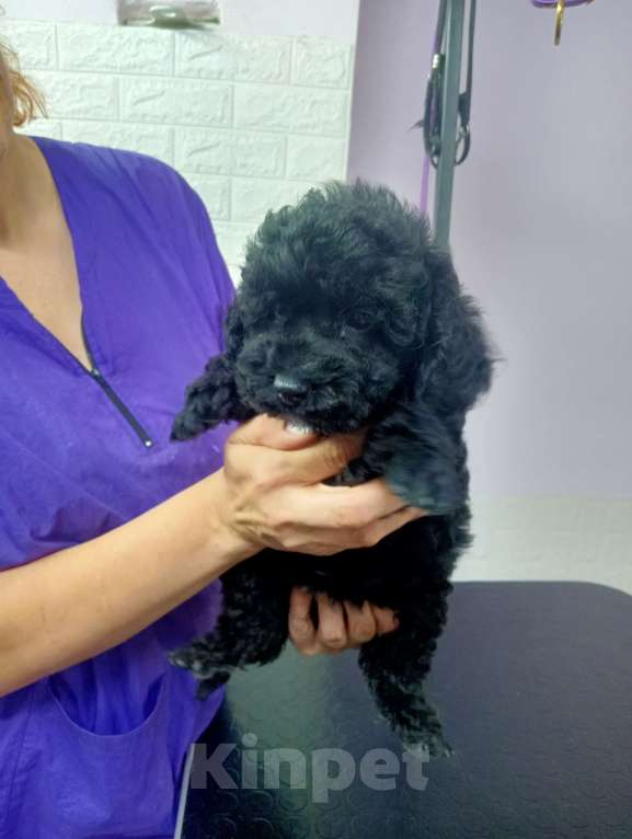 Собаки в Ставрополе: Малышка чернышка Девочка, 40 000 руб. - фото 2