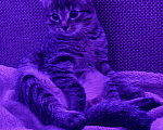 Кошки в Иркутске: Котенок по имени черемушка Девочка, Бесплатно - фото 1
