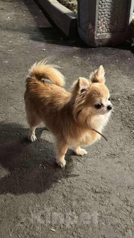 Собаки в Москве: Потерялся пес Чихуахуа в районе Зюзино!  Мальчик, 5 000 руб. - фото 2