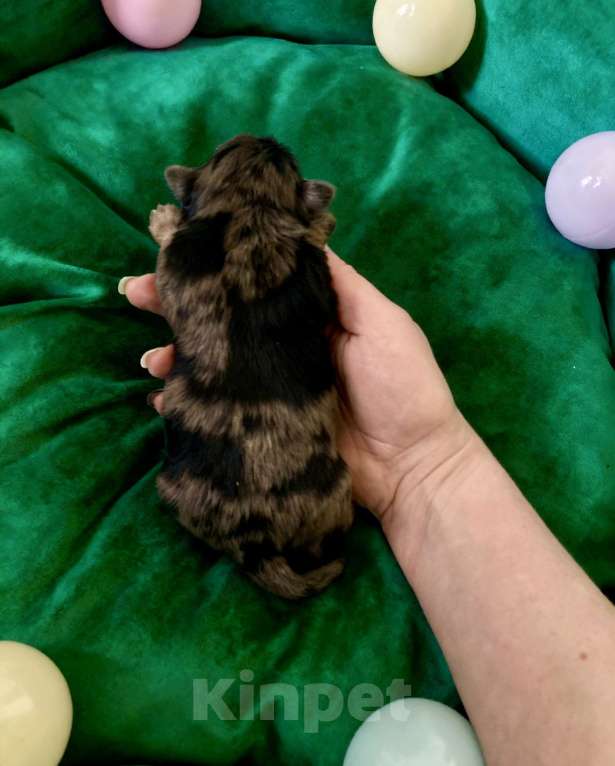 Собаки в Москве: Блю мерле йорк мальчик стандарт под резерв Мальчик, Бесплатно - фото 2