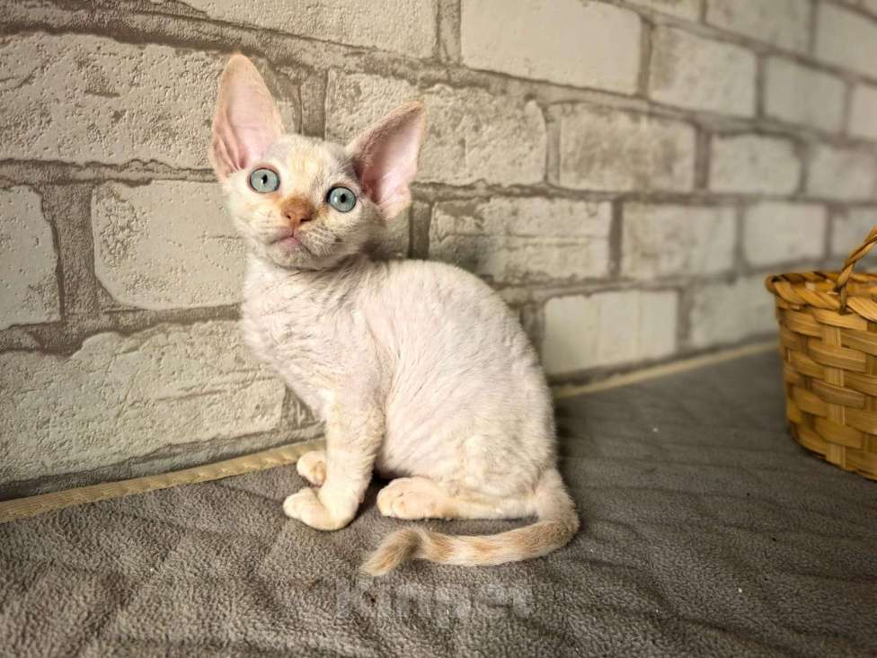 Кошки в Воронеже: Мальчик отличник . Мальчик, 50 000 руб. - фото 2