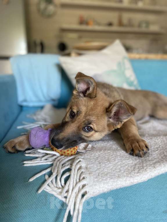 Собаки в Москве: Щенок для классной семьи 🐶 Девочка, 1 руб. - фото 6