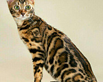 Кошки в Кохме: Котята бенгальской породы, 12 000 руб. - фото 5