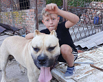 Собаки в Краснодаре: Вязка, 1 руб. - фото 1