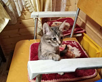 Кошки в Тамбове: Котята., 100 руб. - фото 1