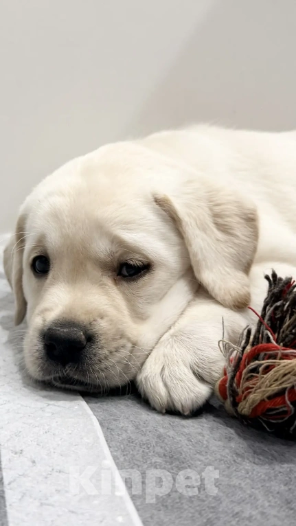 Собаки в Иркутске: ЩЕНКИ ЛАБРАДОРА РЕТРИВЕРА Разнополые, 60 000 руб. - фото 8