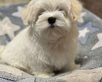 Собаки в Новосибирске: Мальтезе Мальчик, Бесплатно - фото 2