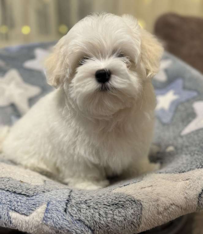 Собаки в Новосибирске: Мальтезе Мальчик, Бесплатно - фото 2