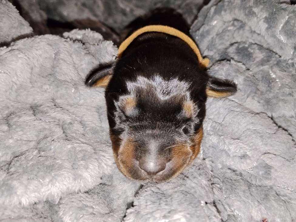 Собаки в Березовском: Ч/П сука Девочка, Бесплатно - фото 1