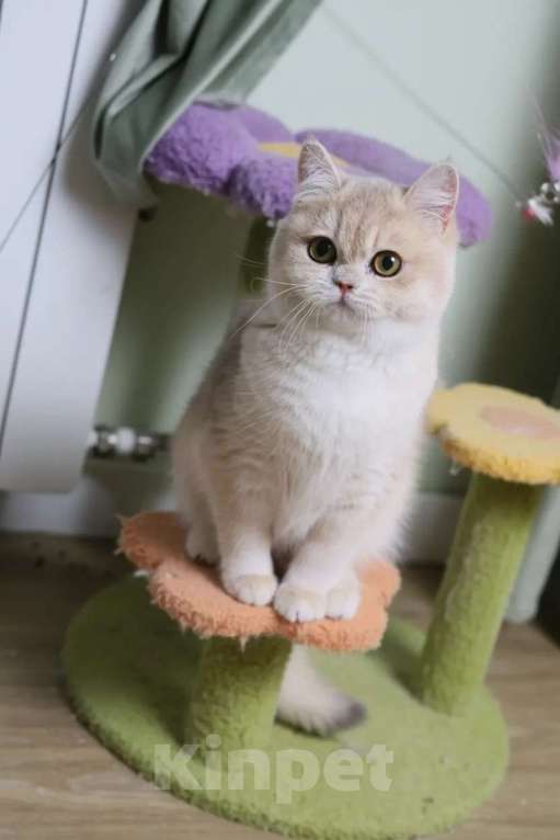 Кошки в Санкт-Петербурге: Британские котята Девочка, 80 000 руб. - фото 4