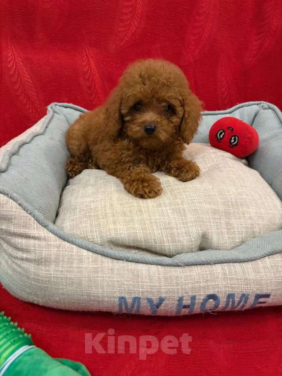 Собаки в Москве: Той  пудель-   Мальчик  той Мальчик, 65 000 руб. - фото 2