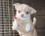 Собаки в Лобне: Мраморный чихуахуа Мальчик, 55 000 руб. - фото 1