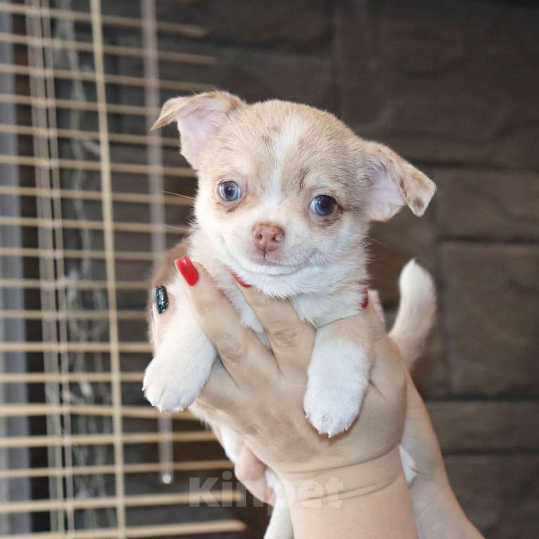 Собаки в Лобне: Мраморный чихуахуа Мальчик, 55 000 руб. - фото 1