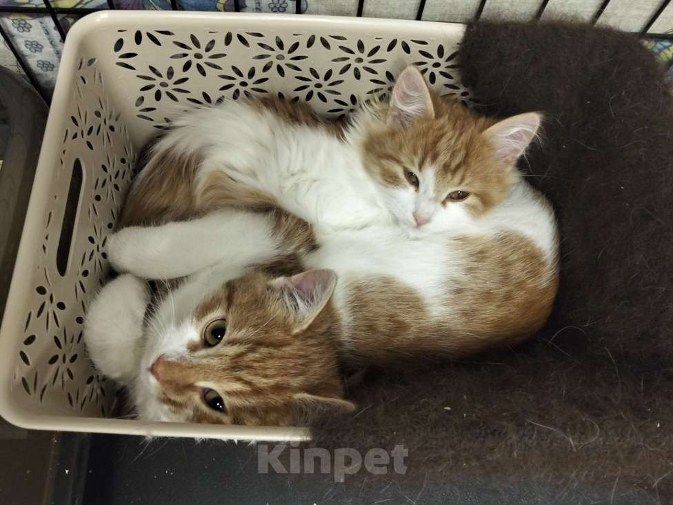 Кошки в Москве: Котёнок в добрые руки Мальчик, Бесплатно - фото 3