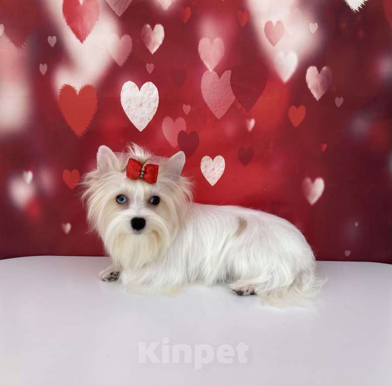 Собаки в Москве: Белый йорк девочка голубоглазая Девочка, 120 000 руб. - фото 3