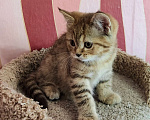 Кошки в Калуге: Шотландская девочка с документами  Девочка, 29 000 руб. - фото 5