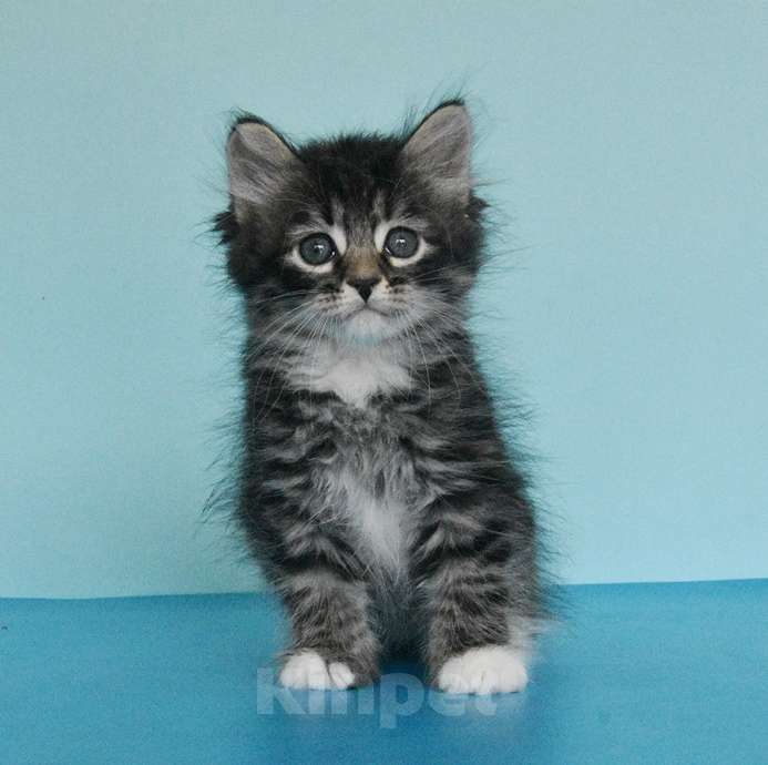 Кошки в Москве: Котик Уран Мальчик, Бесплатно - фото 7