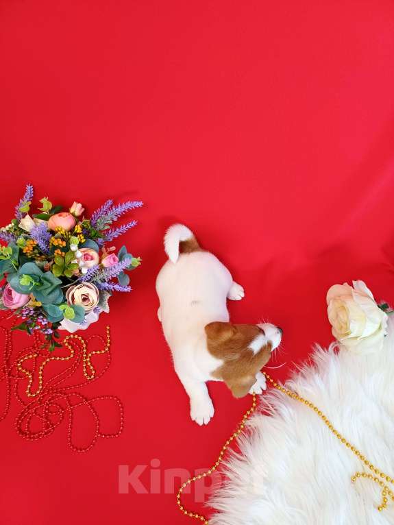 Собаки в Чите: Щенки Джек Рассел терьер девочки и мальчики Девочка, 35 000 руб. - фото 3