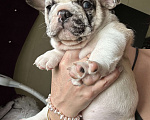 Собаки в Химках: Французский бульдог,щенки Девочка, 40 000 руб. - фото 7