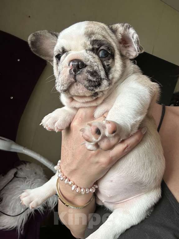 Собаки в Химках: Французский бульдог,щенки Девочка, 40 000 руб. - фото 7