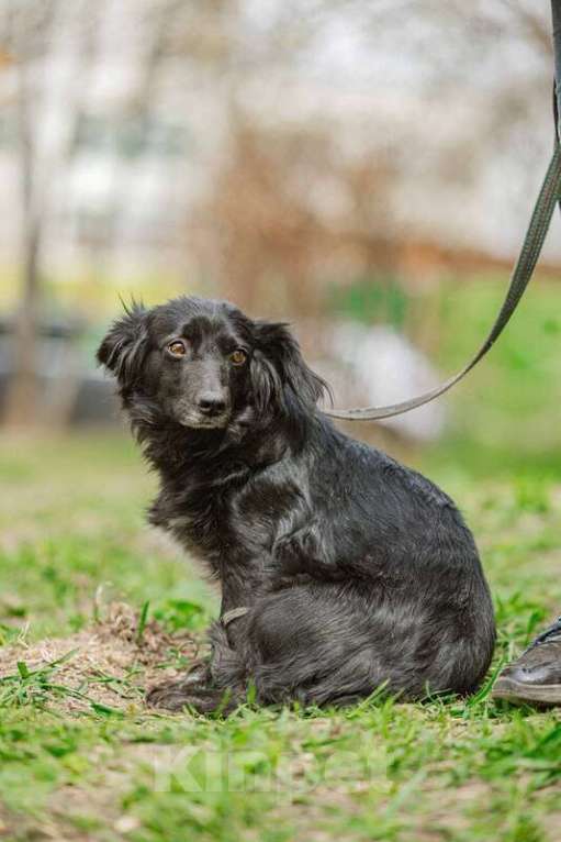 Собаки в Москве: Маленькая коротколапая собачка Торри в добрые руки Девочка, Бесплатно - фото 5