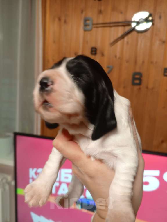 Собаки в других городах Московской области: Щенок русского охотничьего спаниеля Мальчик, 25 000 руб. - фото 3