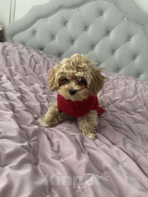 Собаки в Москве: Мальтпу девочка Мия Девочка, 95 000 руб. - фото 2