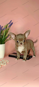 Мини чихуахуа мальчик лилового окраса