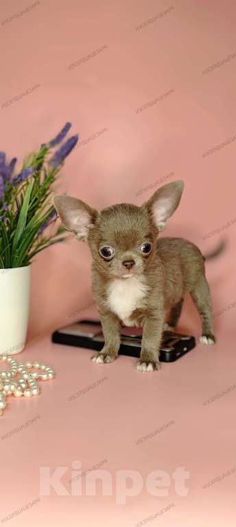 Собаки в Москве: Мини чихуахуа мальчик лилового окраса Мальчик, 55 000 руб. - фото 5