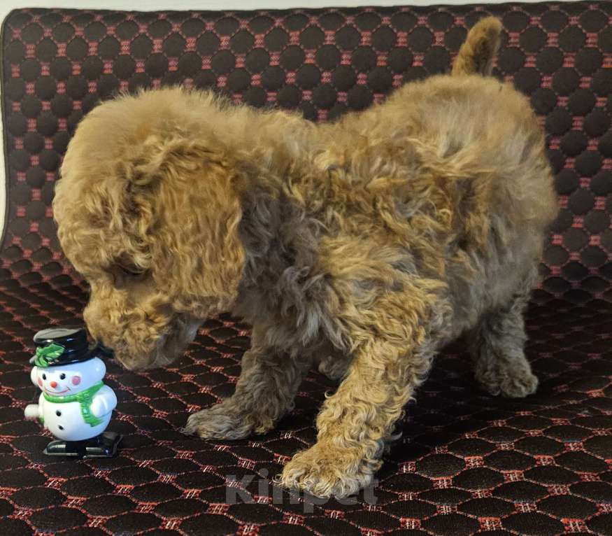 Собаки в Москве: Марк Мальчик, 50 000 руб. - фото 1